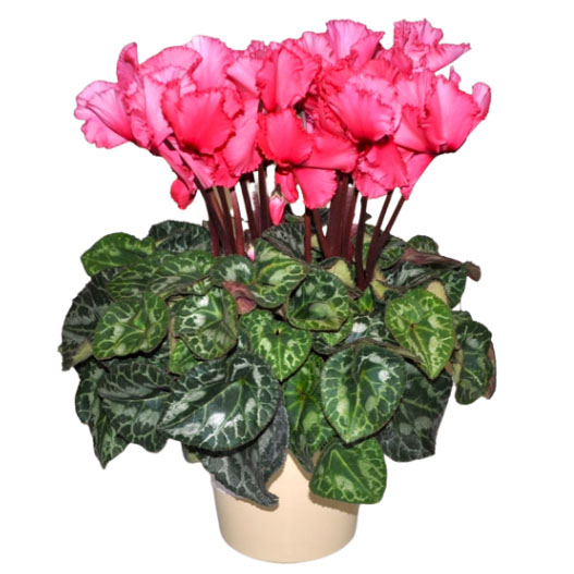 シクラメン　グランディーナ 大輪系品種