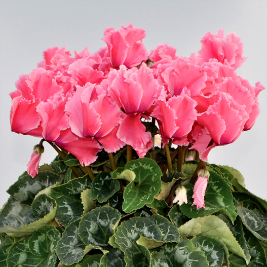 シクラメン　イッセイ ドリーム シリーズ 大輪系品種