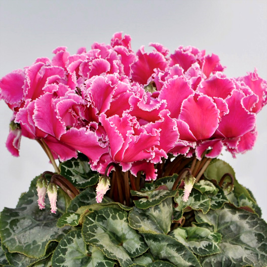 シクラメン　イッセイ ドリーム シリーズ 大輪系品種