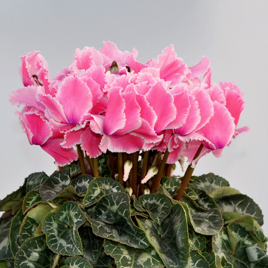 シクラメン　イッセイ ドリーム シリーズ 大輪系品種