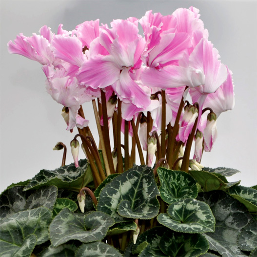 シクラメン　プリズムウェーブ シリーズ 大輪系品種