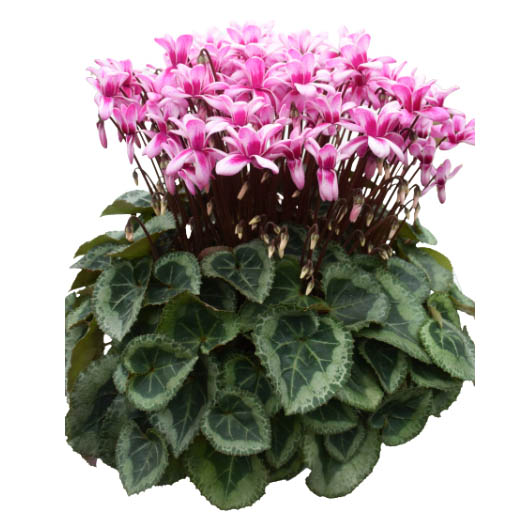 シクラメン　フェアリーピコ ミディダブル シリーズ 小中輪系品種