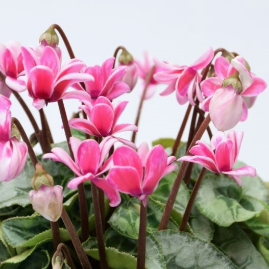 シクラメン　フェアリーピコ プチダブル シリーズ ミニチュア系品種