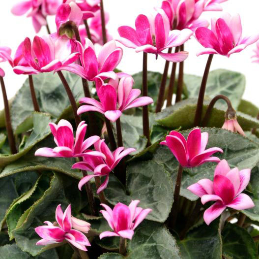 シクラメン　フェアリーピコ プチダブル シリーズ ミニチュア系品種