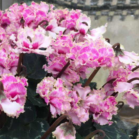 シクラメン　フェアリーピコ プチダブル フリンジエッジ系ミックス ミニチュア系品種