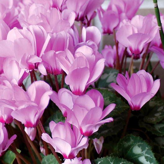 シクラメン　スクリュースター ミニチュア系品種