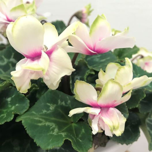 シクラメン　スクリュースター ミニチュア系品種