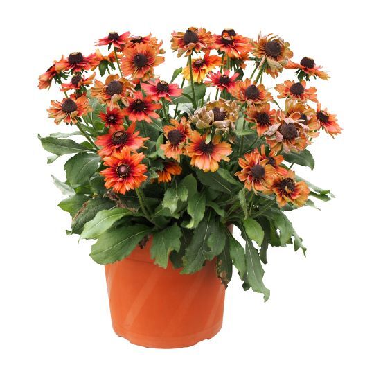 ルドベキア　アーバンサファリ 