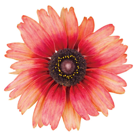 ルドベキア　アーバンサファリ 