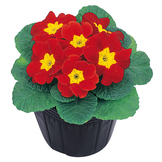 プリムラ　アプリ 極早生アコーリス種