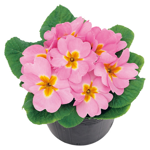 プリムラ　アプリ 極早生アコーリス種