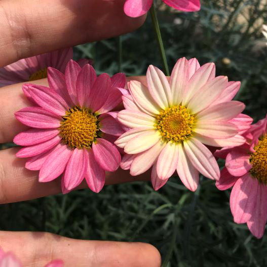 マーガレット　シンプリーコーラル 