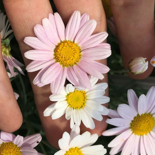 マーガレット　ローリー(PW) PROVEN WINNERS