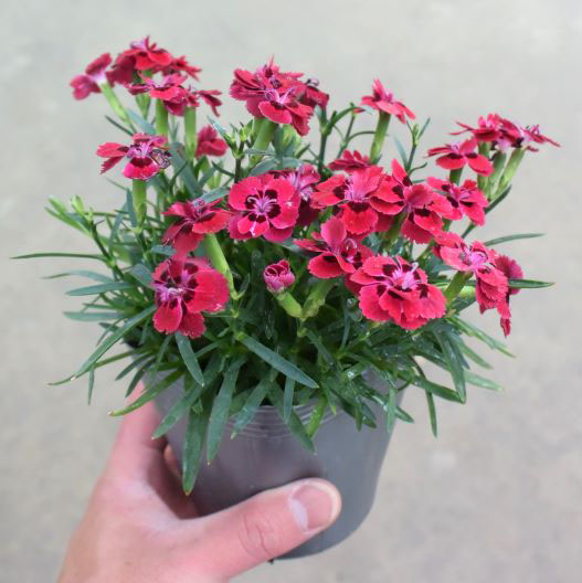 ダイアンサス　フルーリアムール 