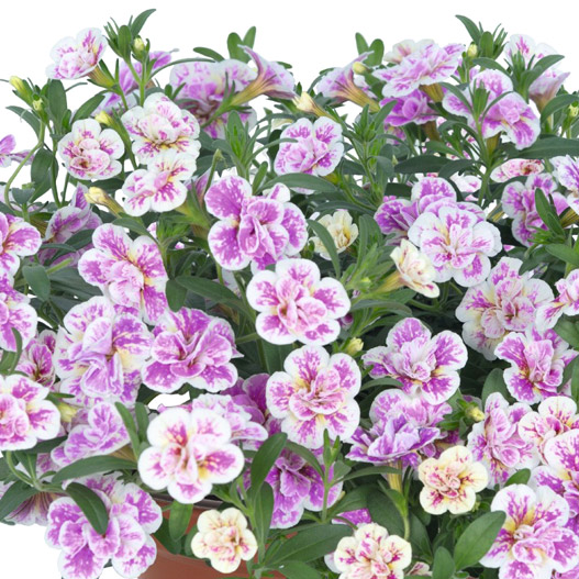 カリブラコア　アロハダブル 