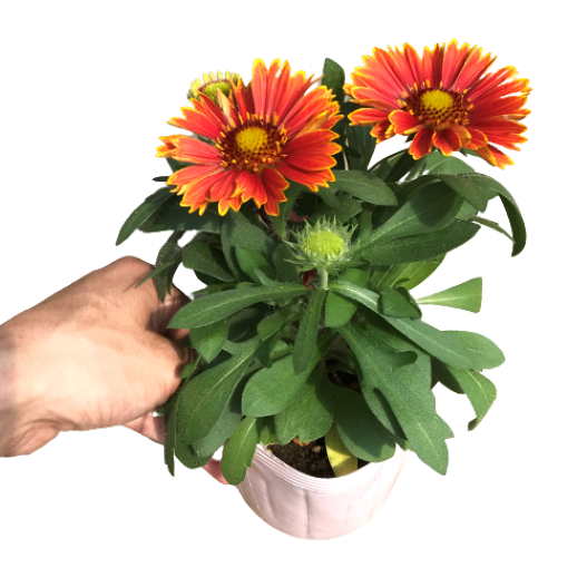 ガイラルディア　スピントップ シリーズ 