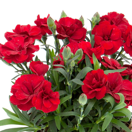 カーネーション　オスカー シリーズ 