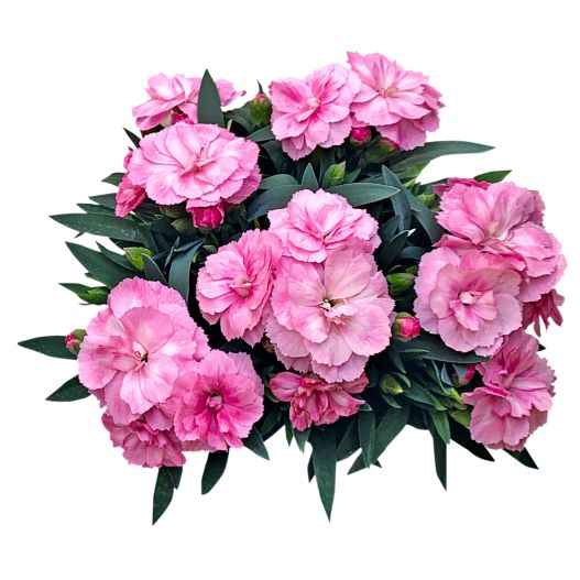 カーネーション　オスカー シリーズ 