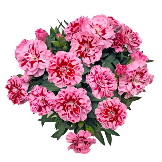 カーネーション　オスカー シリーズ 