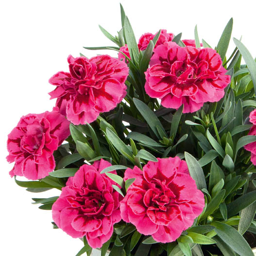 カーネーション　オスカー シリーズ 