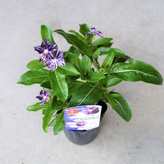 ビンカ 万葉の美　藍染め絞り 