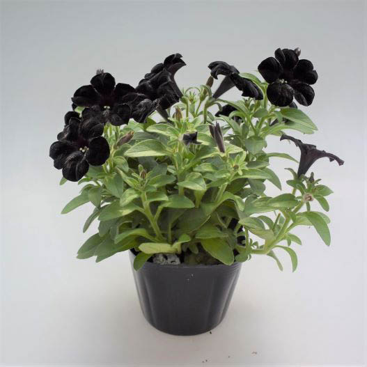 ペチュニア 万葉の美　黒之瀬戸 