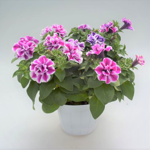 ペチュニア 万葉の美　桃ふたえ 