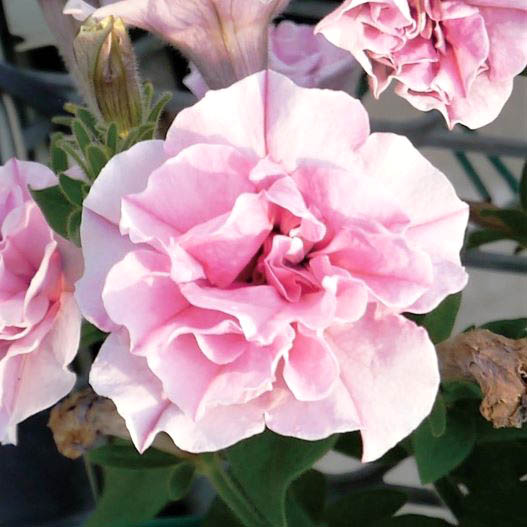 ペチュニア 万葉の美　桜ふたえ 