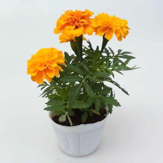 マリーゴールド　エンデュランス 