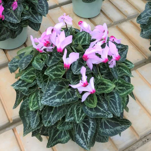 シクラメン　きんぎょ 