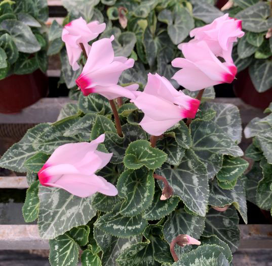 シクラメン　きんぎょ 