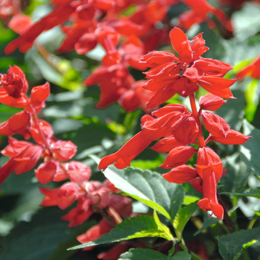 サルビア　スーパーサルビア 