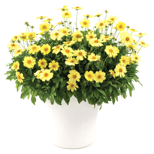 コレオプシス　ソランナ シリーズ 