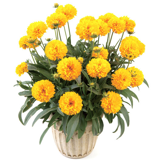 コレオプシス　ソランナ シリーズ 