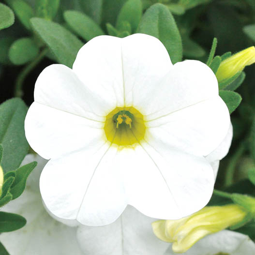 カリブラコア　チアポップ シリーズ 