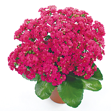 カランコエ　カランディーバ デコラティブ (八重) 