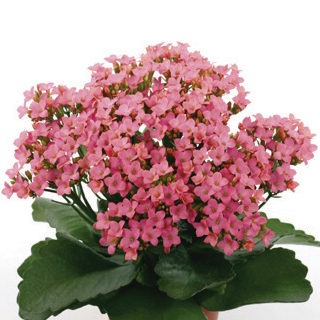 カランコエ　カランデイ 