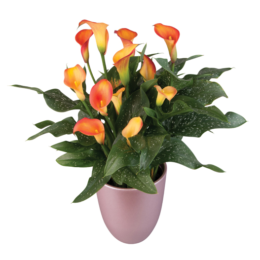 カラー　デュメンオレンジ シリーズ 