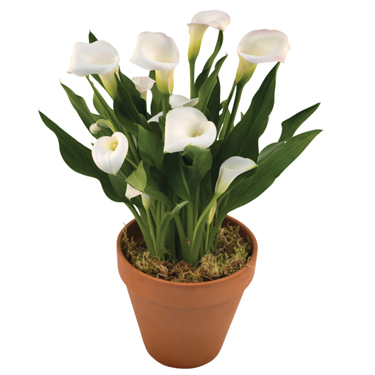 カラー　デュメンオレンジ シリーズ 