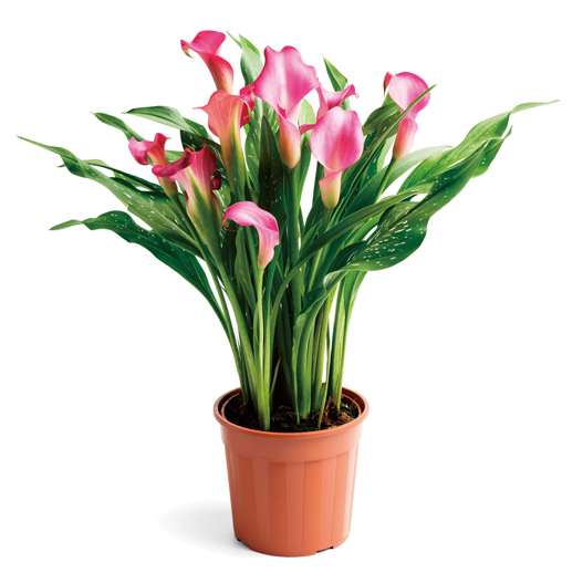 カラー　デュメンオレンジ シリーズ 