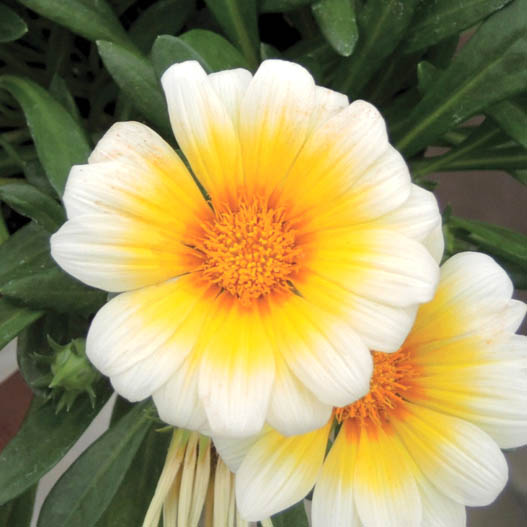 ガザニア　ビースト シリーズ 