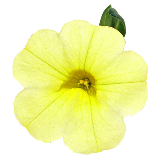 カリブラコア　スーパーベル シリーズ 