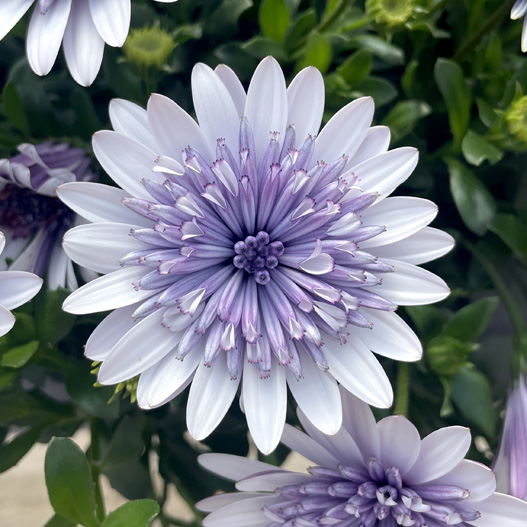 オステオスペルマム　ダブルオステオスペルマム(3D) シリーズ 