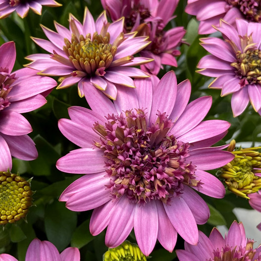 オステオスペルマム　ダブルオステオスペルマム(3D) シリーズ 