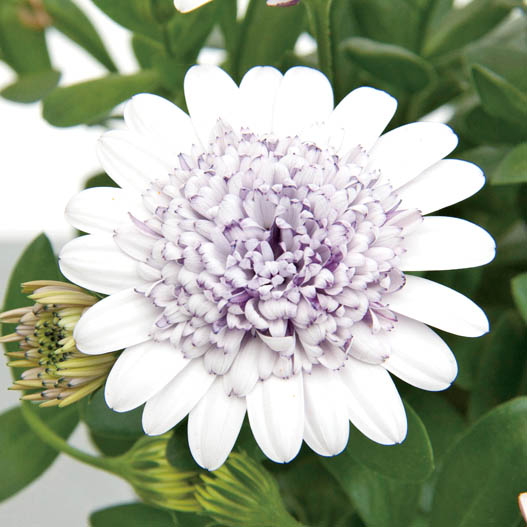 オステオスペルマム　ダブルオステオスペルマム(3D) シリーズ 