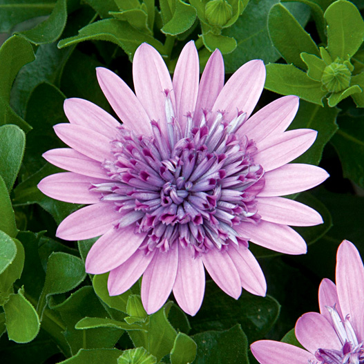 オステオスペルマム　ダブルオステオスペルマム(3D) シリーズ 