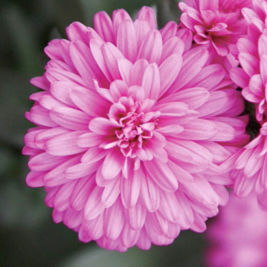 アスター　ミステリーレディ シリーズ 