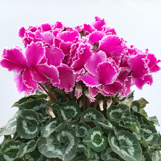 シクラメン　ホワイトフリルPS 