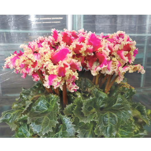 シクラメン　プリマドンナ シリーズ 大輪系品種