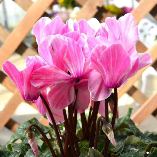 シクラメン　フォレストキャンディ シリーズ 